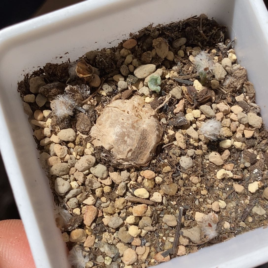 26348。 冰晶海带。 