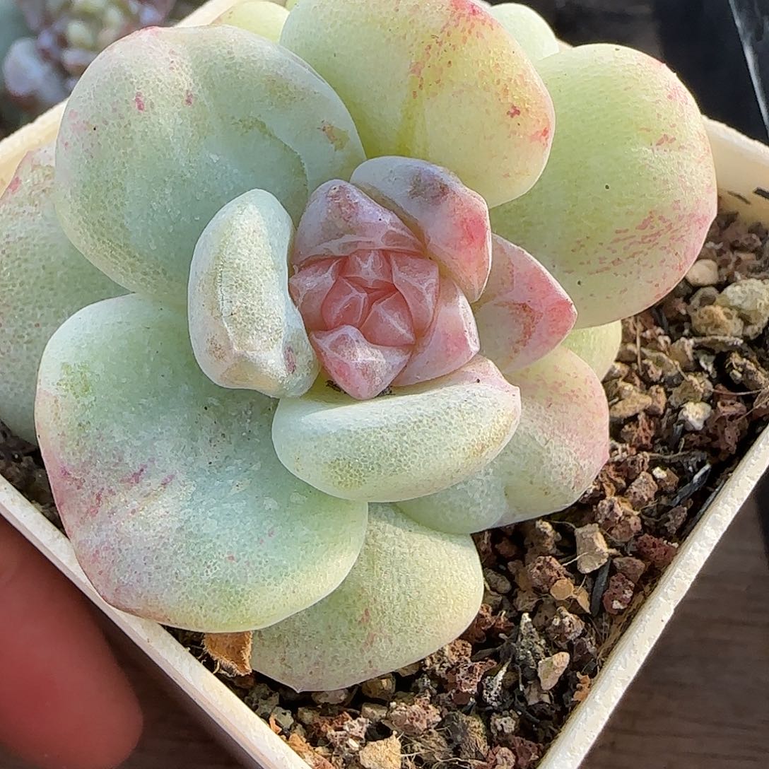 冰玉石化粉紫心双头