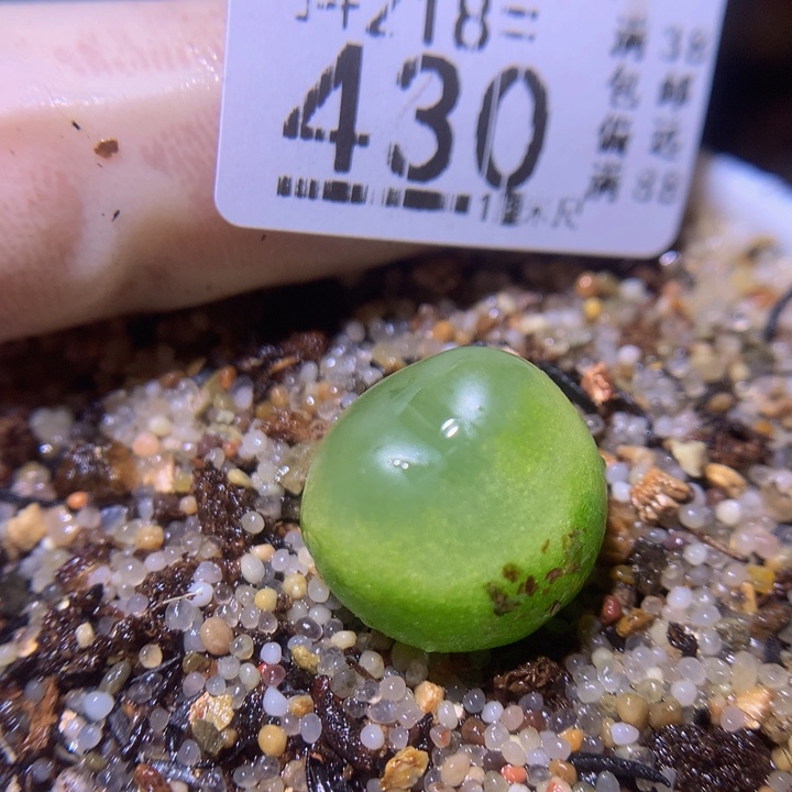 精品生石花218.430