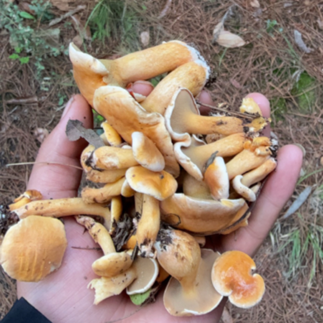 云南野生红乳虎皮牛肝菌鲜货双拼过油