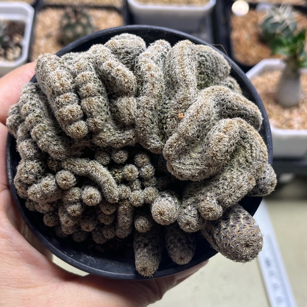 实生有沟宝山缀化群仙人球绿植花卉办公室阳台桌面易养花卉盆栽