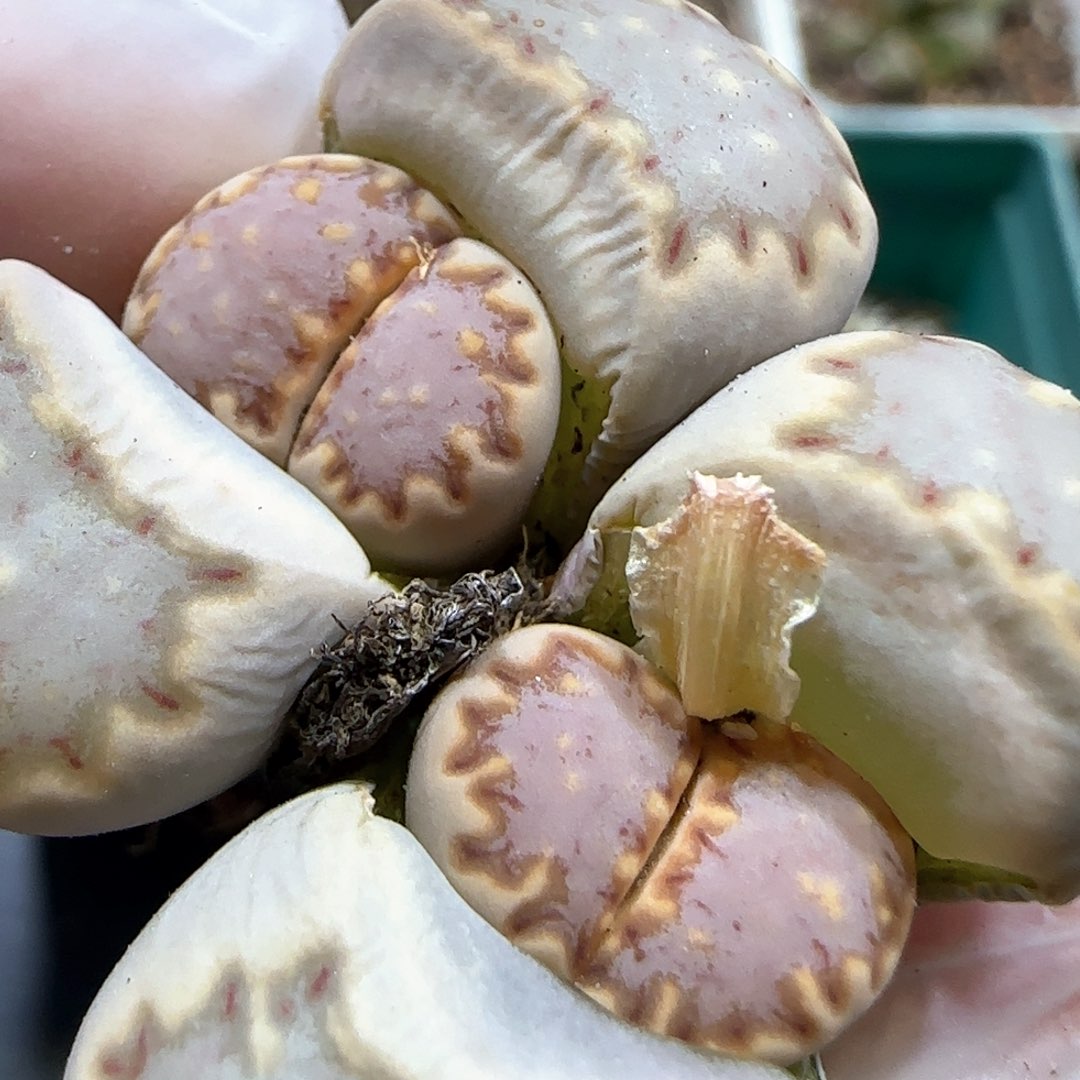 3.5。203饼干。 5090