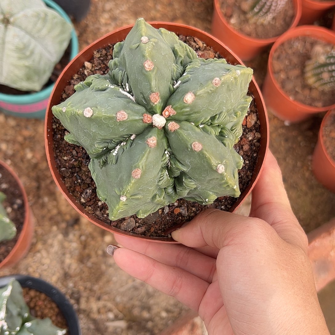 相****实生鸾凤玉一物一拍