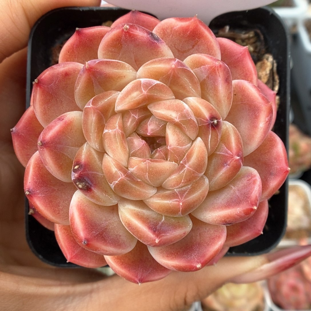 糖心冰魄可拍522号。