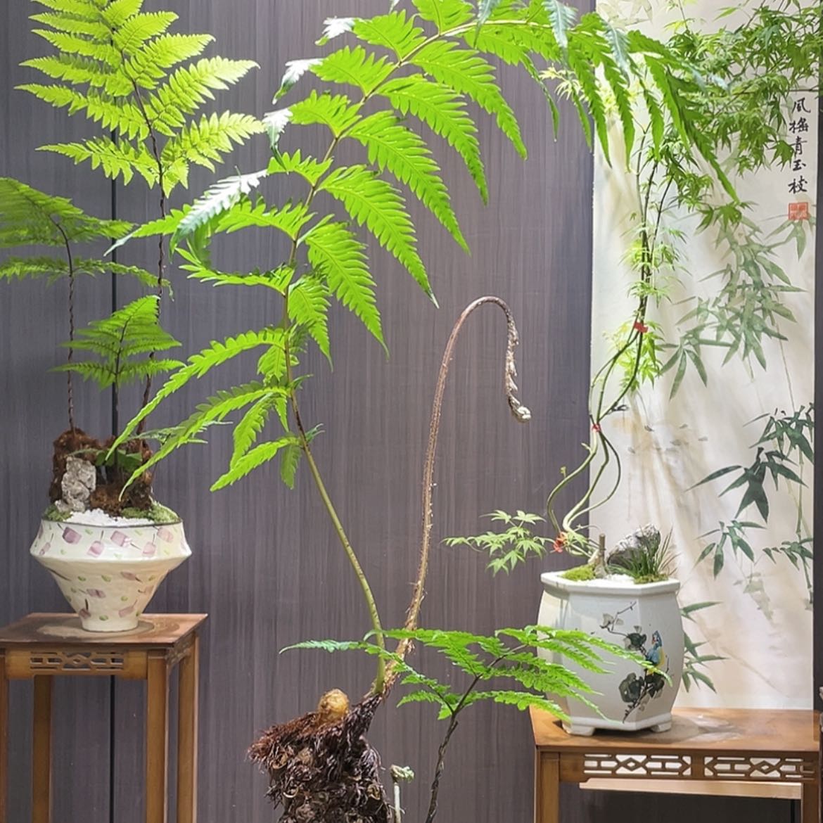 【闪购商品】G****n蕨