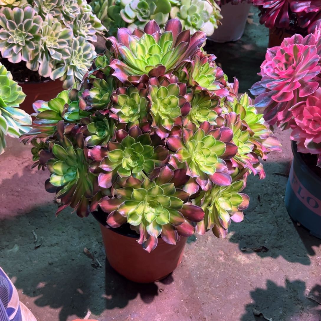 多肉植物韶华922