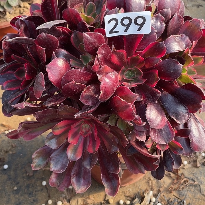 无花朵299蒙娜丽莎对肉植物