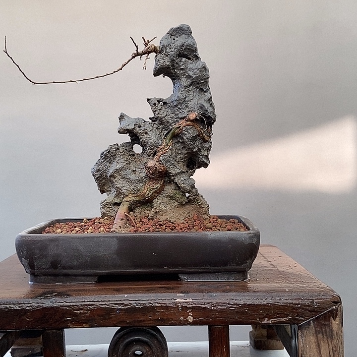 花***岁无花朵附石盆景小野狼鱼