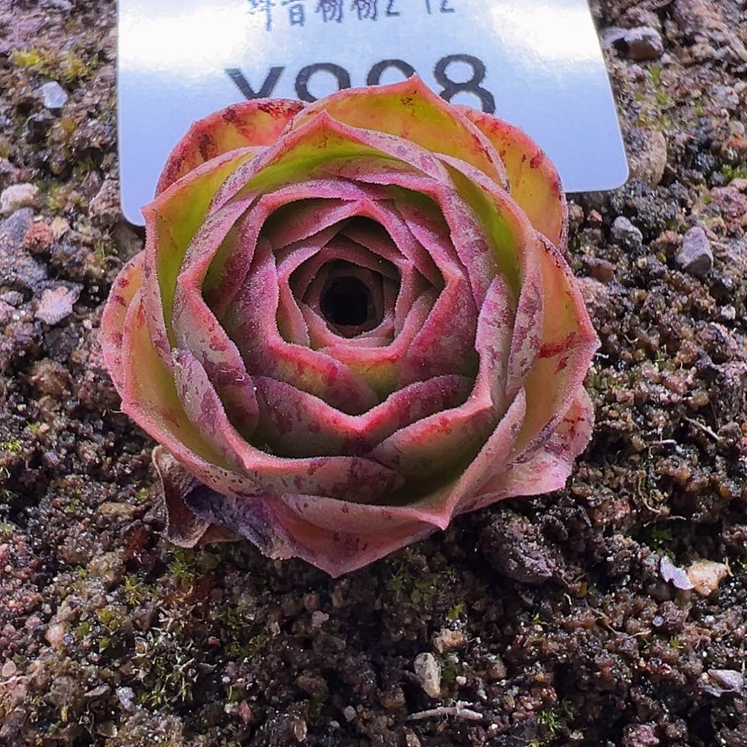 杨908 自留孤品不知名 多肉 福利