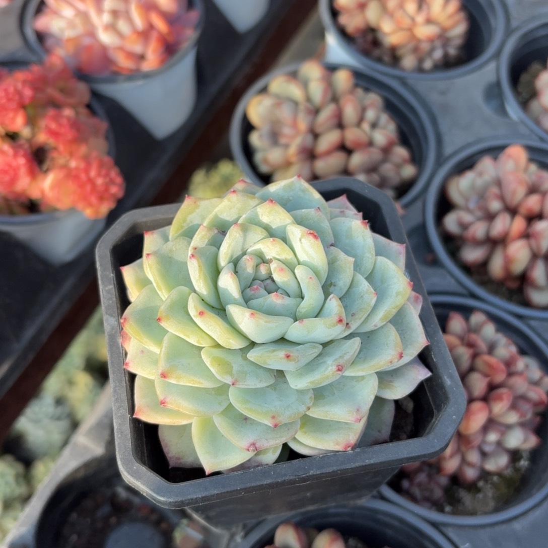 粉钻9㎝盆特价单头