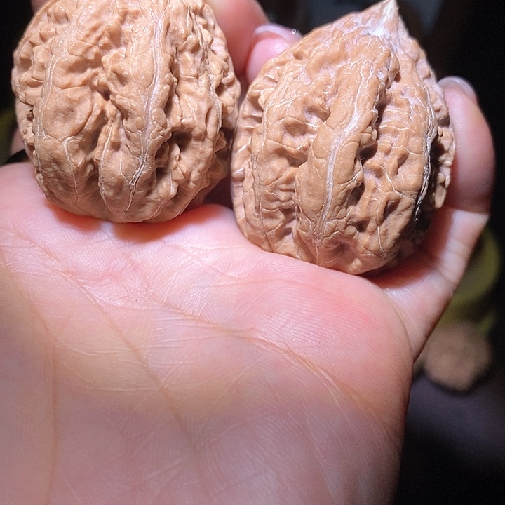 文玩核桃把件东北野生楸子小美15