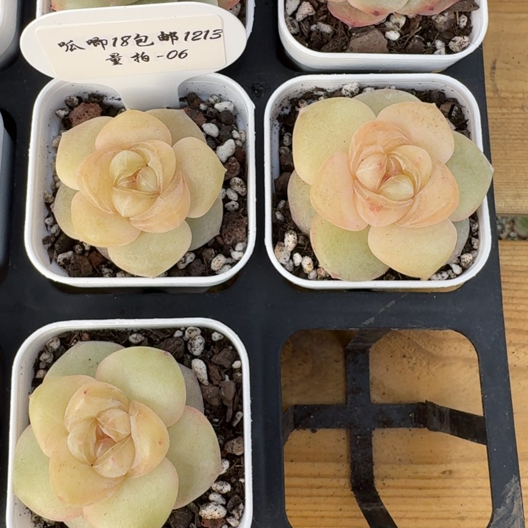 1213-06-果果一颗量拍