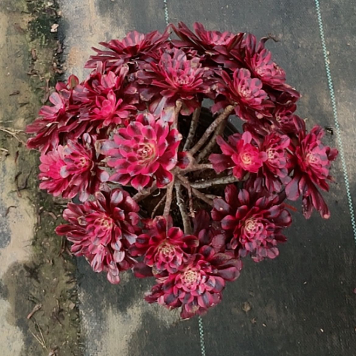 【闪购商品】海****谁法师好看也好养