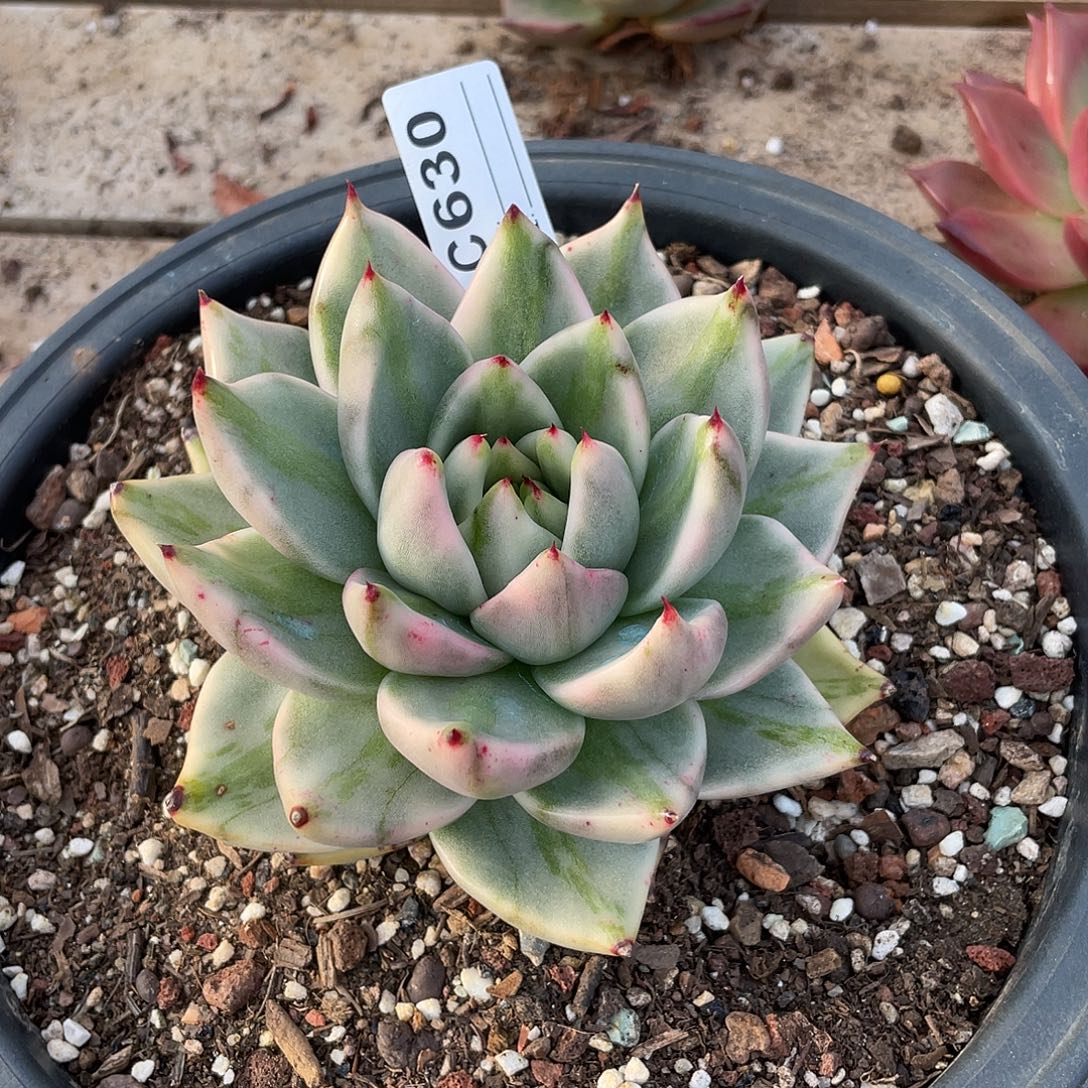 若如东云单拍C630