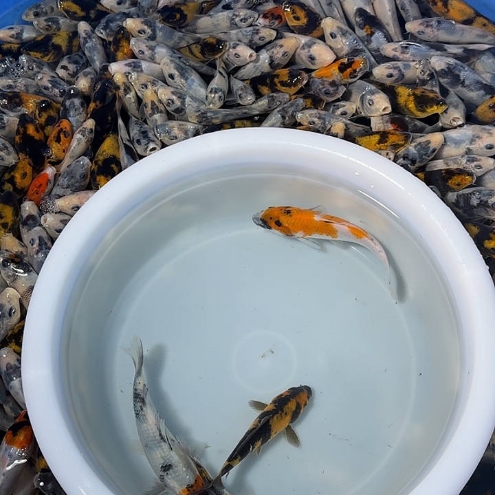 云***卉锦鲤锦鲤的故事是