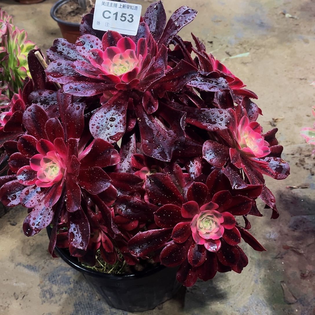 ?***?多肉153美杜莎法师