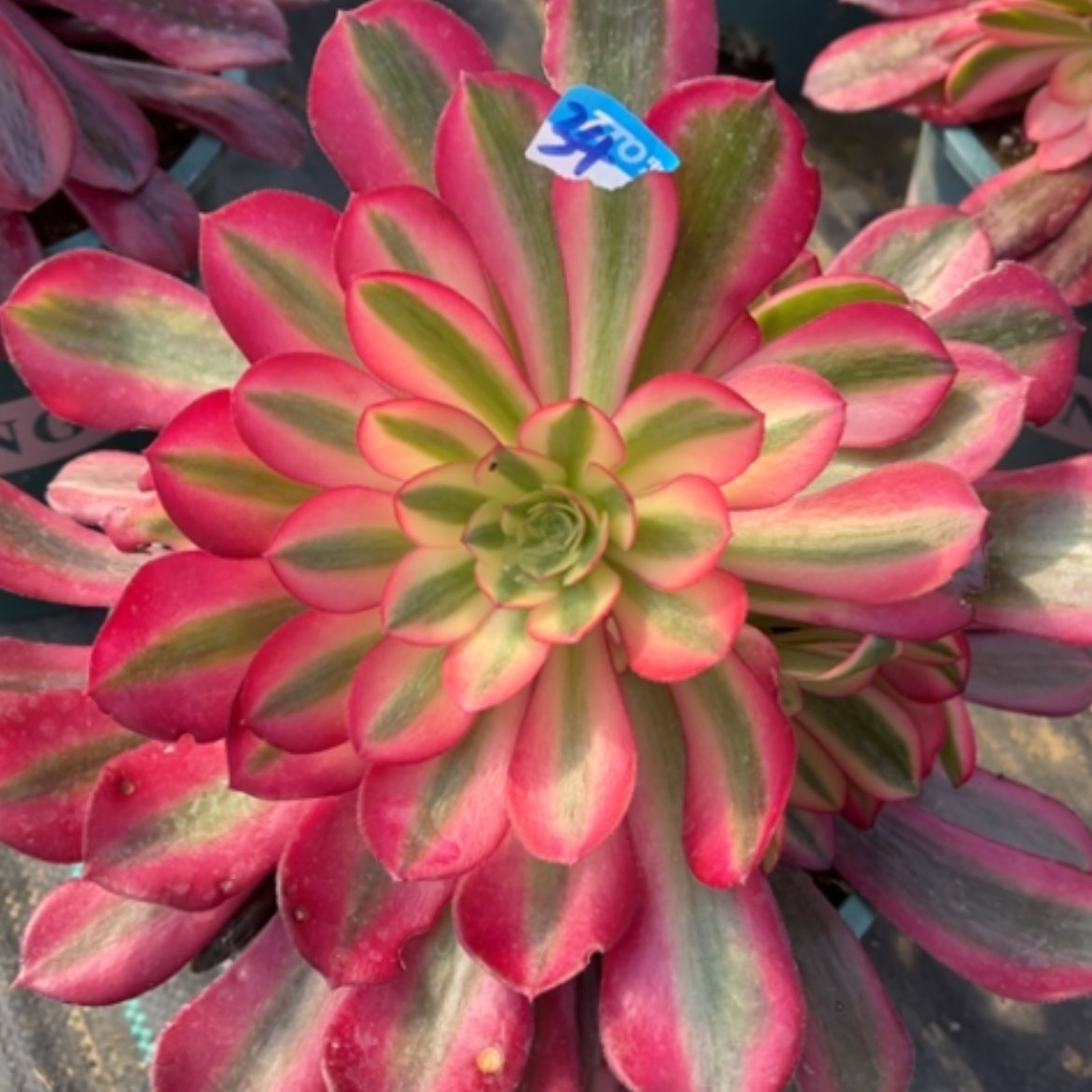 【闪购商品】34美杜莎多肉法师