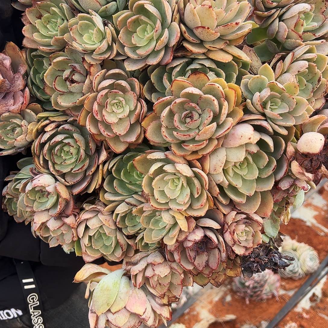 2号不知名多肉植物