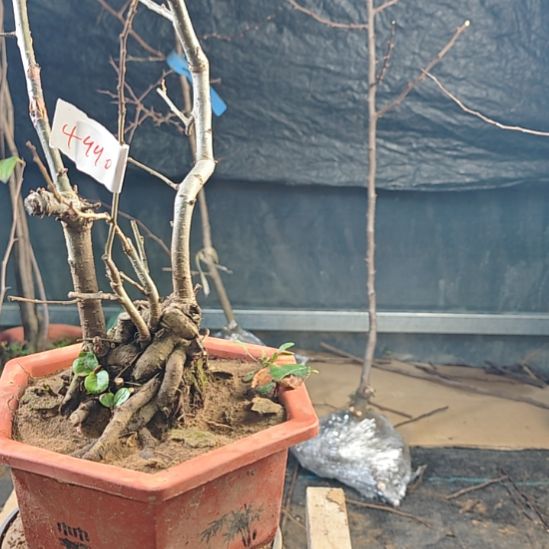 东***子无花朵漂亮好看好看好看