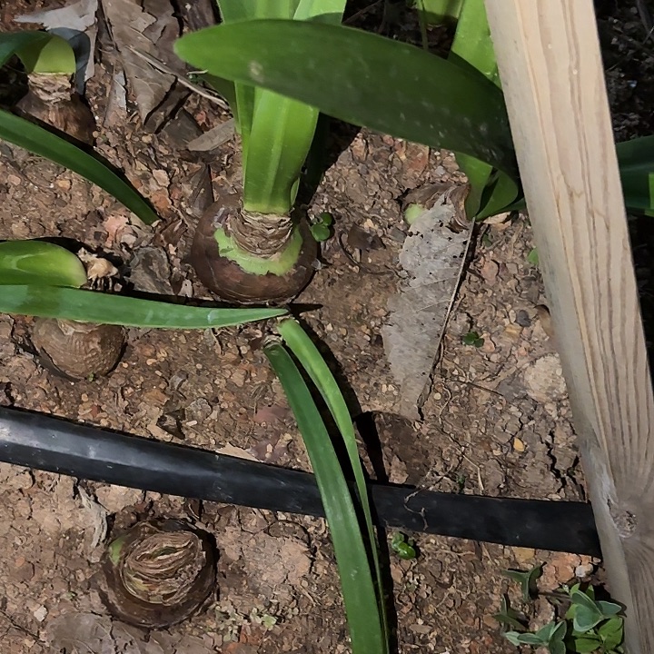无花朵朱顶红盲盒7+5侧