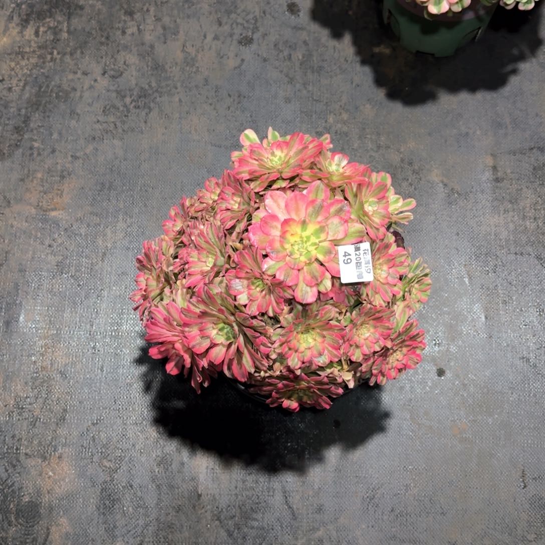 丘比特法师多肉植物