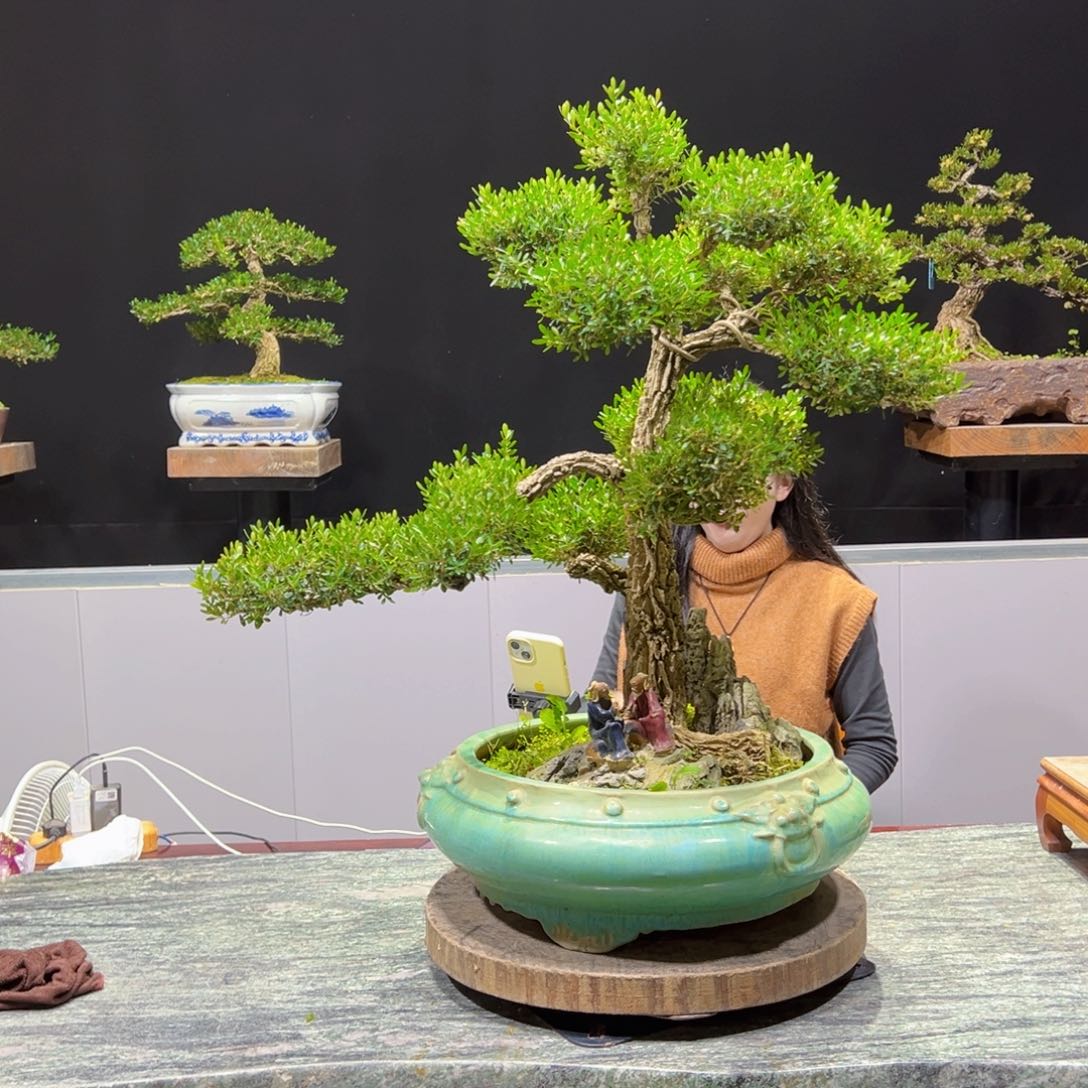 黄杨盆景老桩四季常青