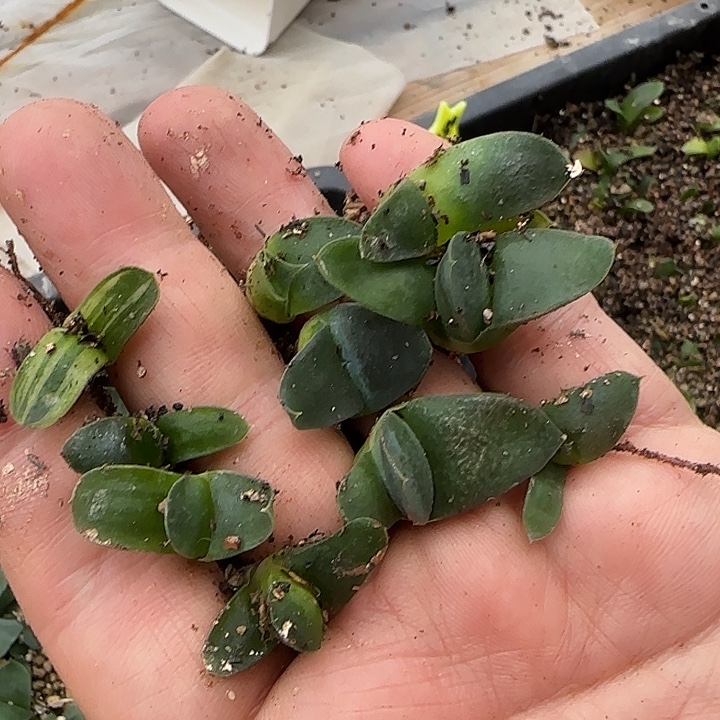 7号，卧牛小苗10颗，不寄养