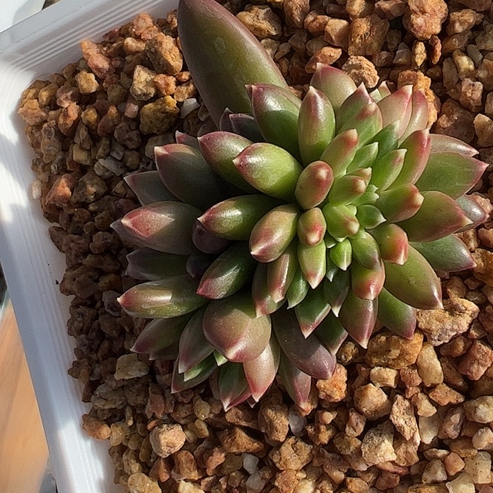 柏拉图缀化11111111