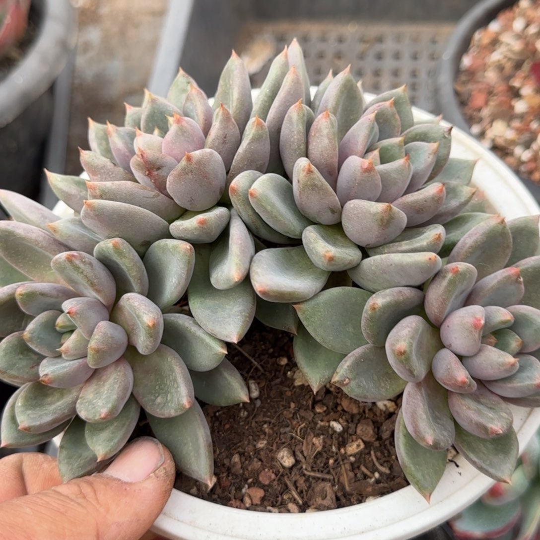 红象牙朵朵一物一拍包装收缩花旱