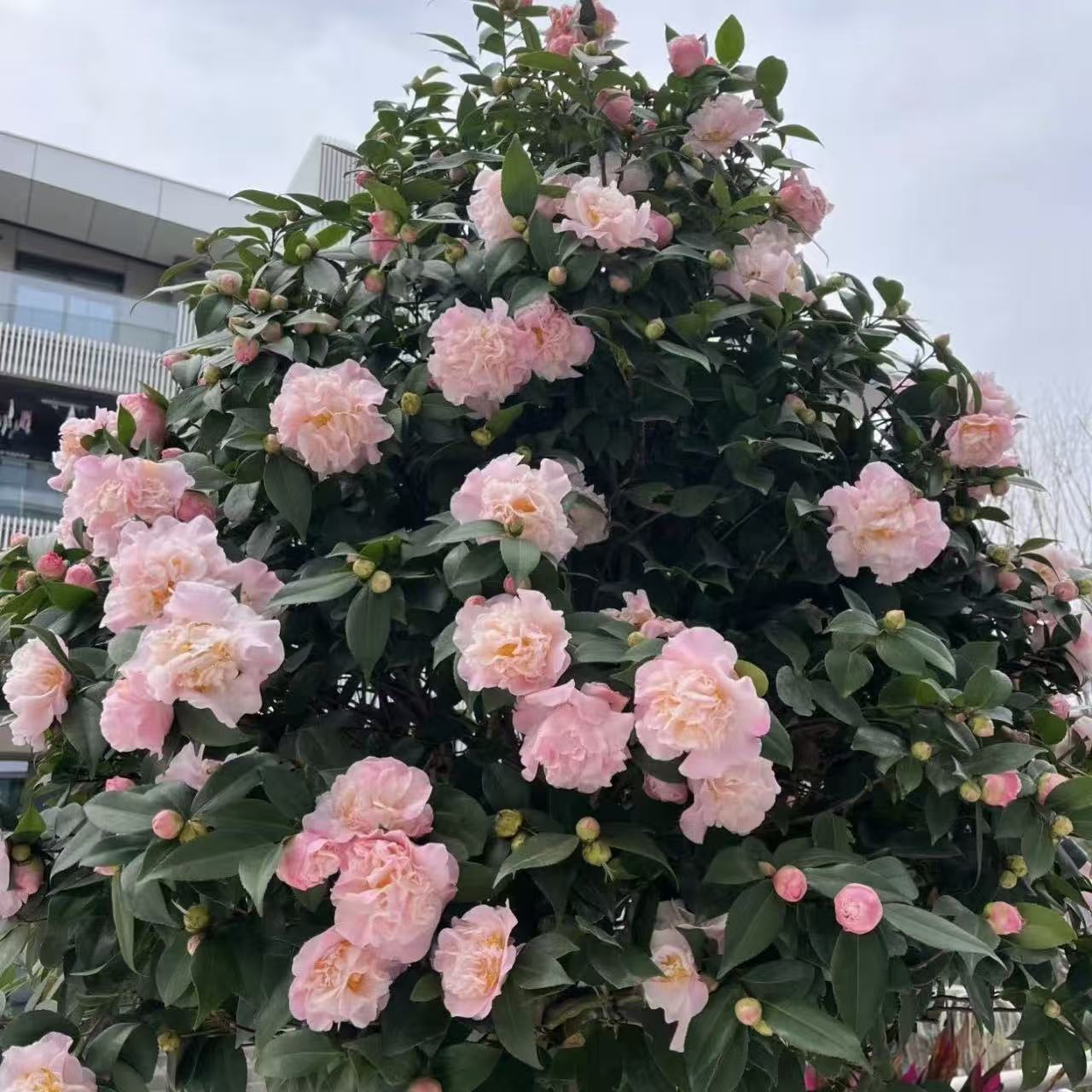 香妃茶花盆栽花卉颜值高易养护庭院耐寒耐热观花发货快