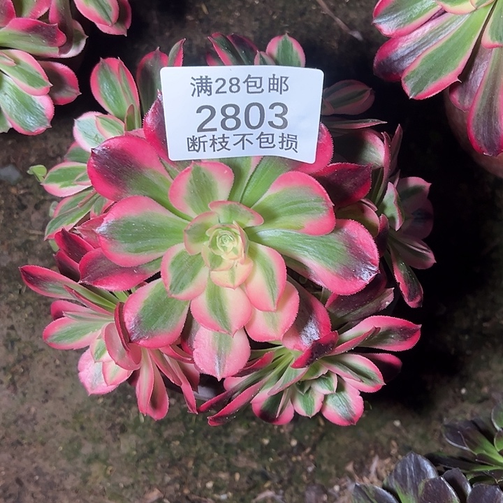 2803七彩石多肉植物