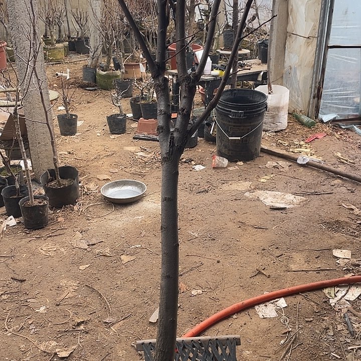 无花朵柿子树一物一拍的