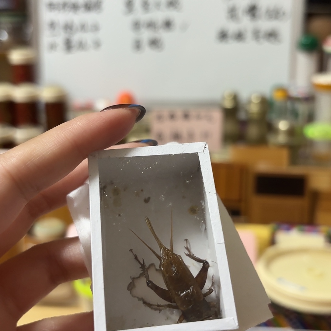9条油葫芦 不包断须尾