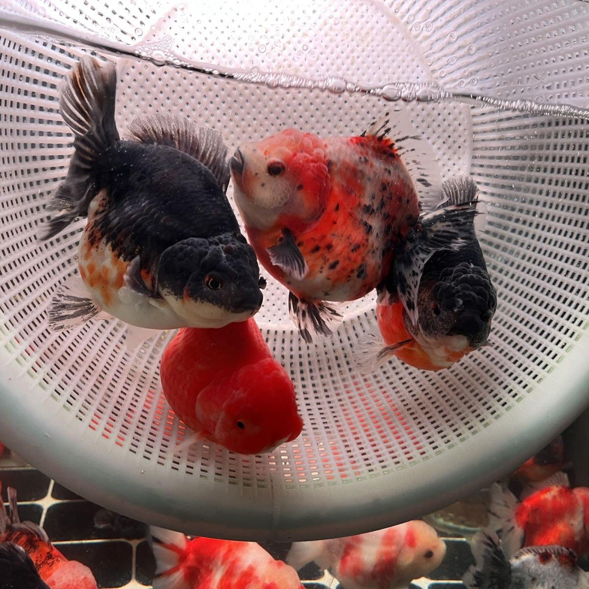 顶红兰寿元宝狮猫狮泰狮龙睛百褶鎏金好养耐活  无开箱视频不售后