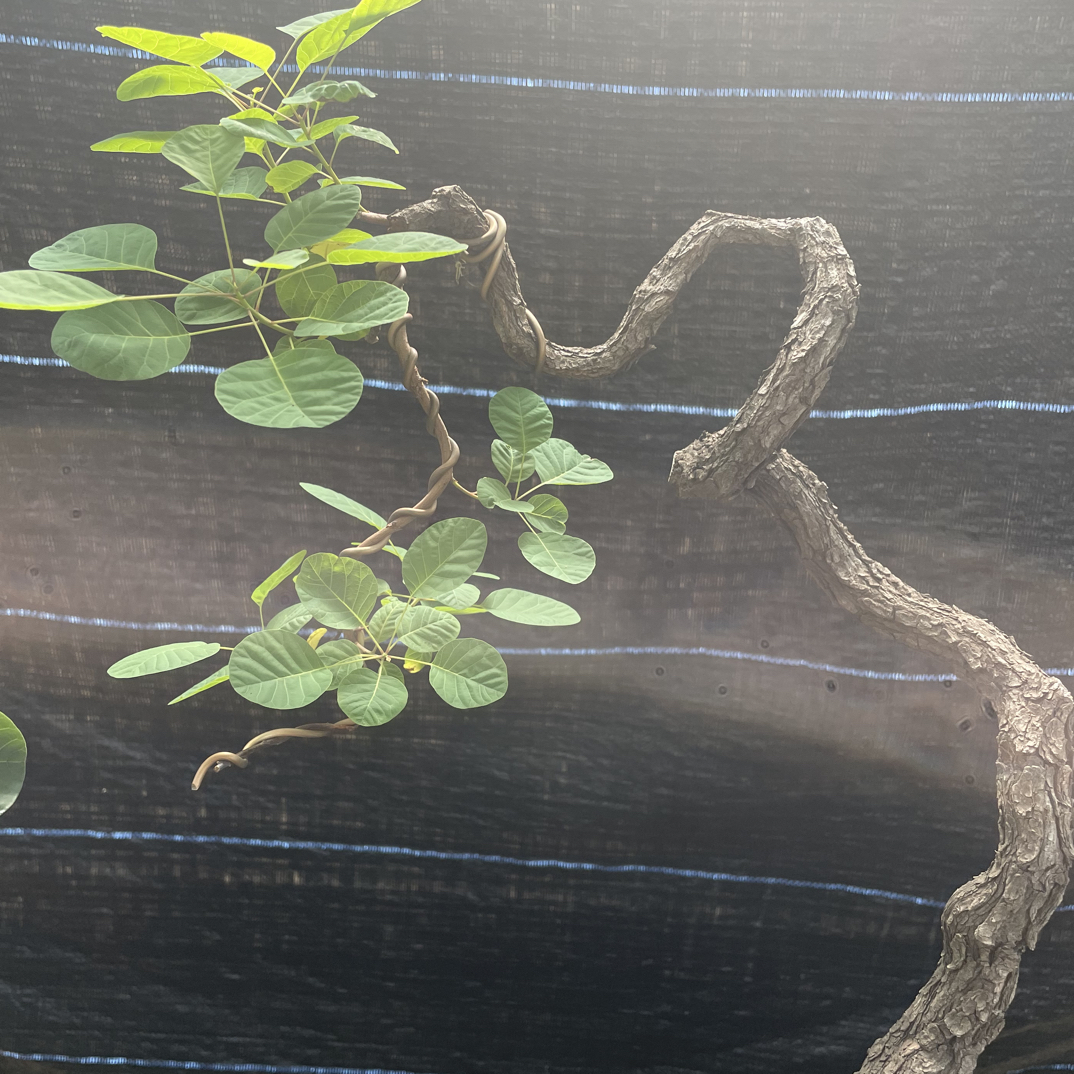 精品黄栌香山红叶盆景（不包邮）