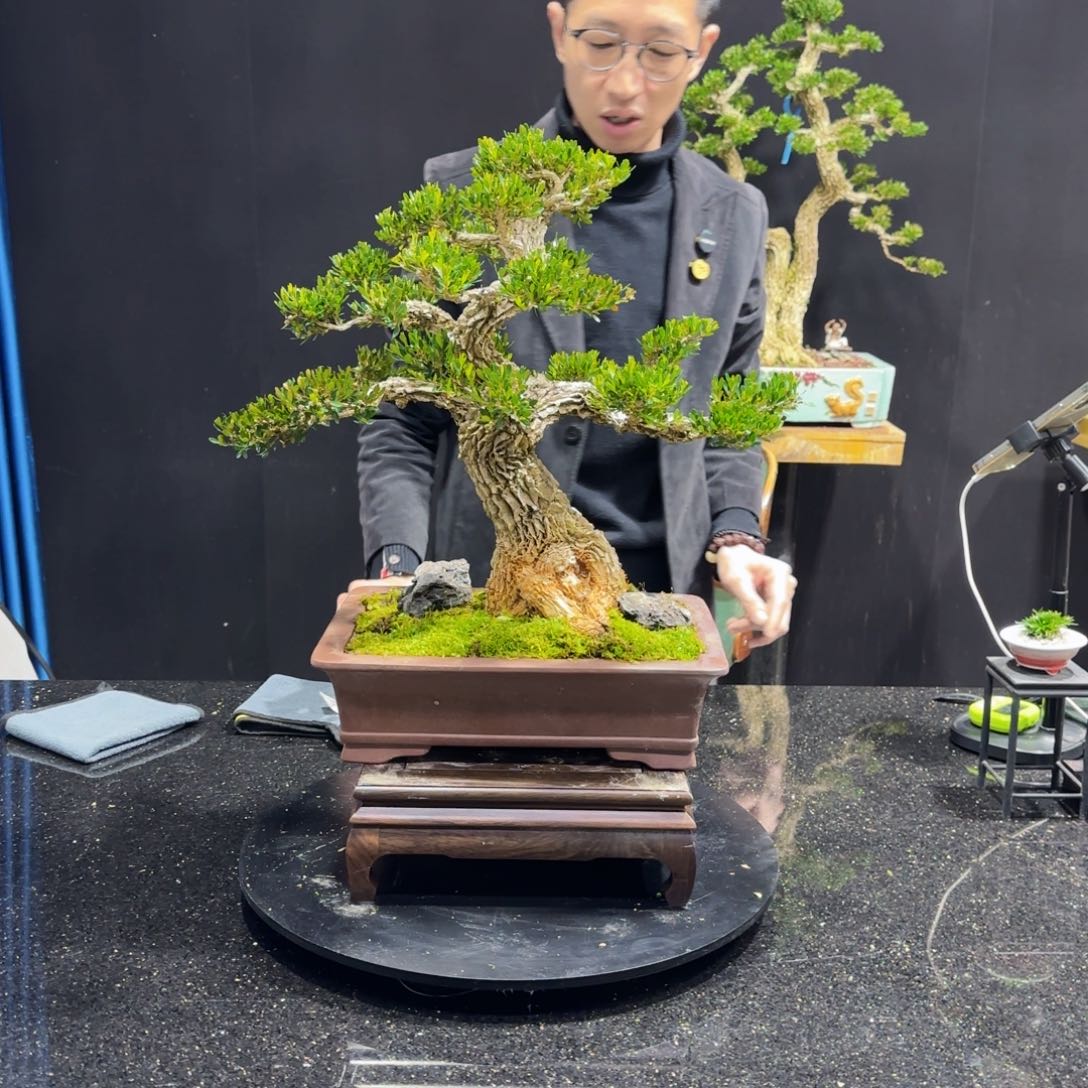 黄杨室内室外盆景艺术