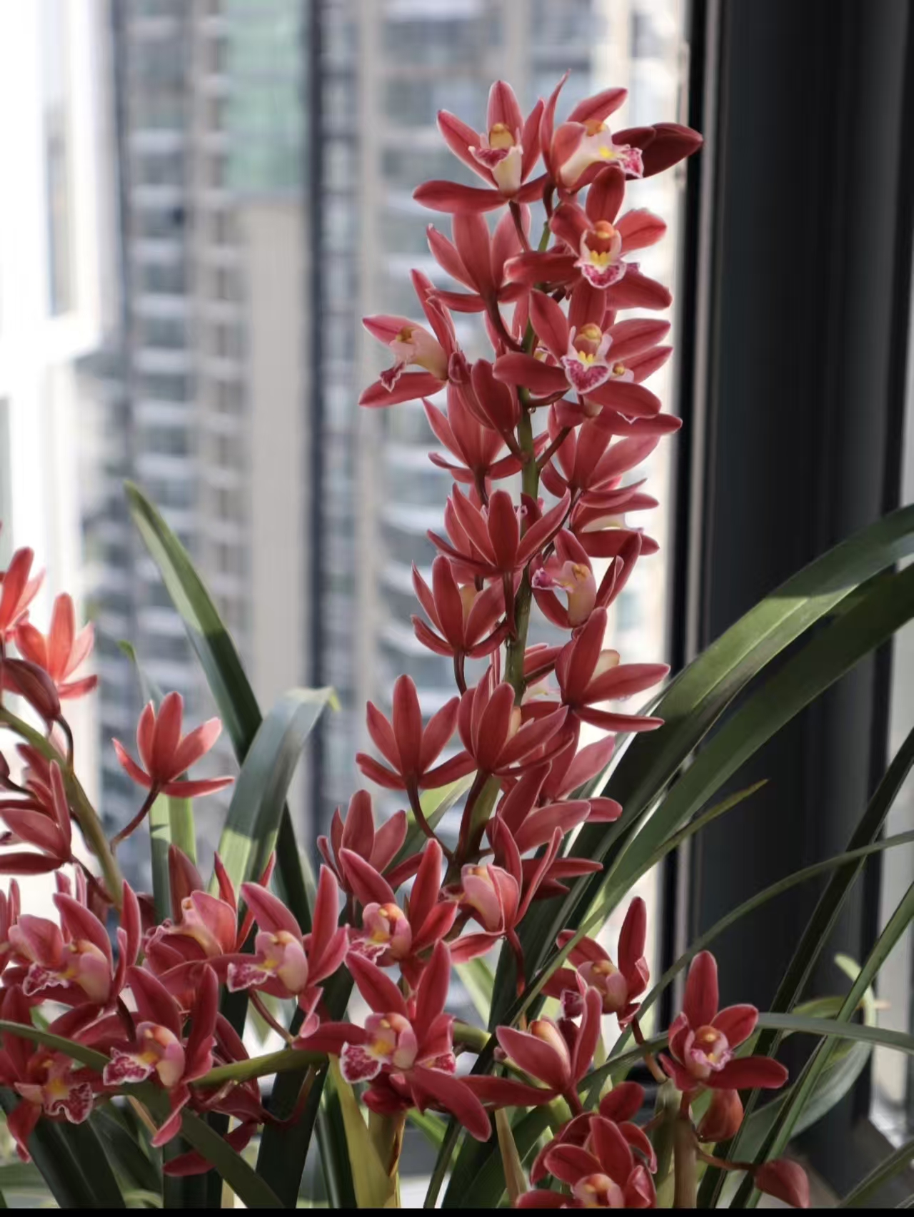 拱兰（大锤家的红宝石）淡香型大花惠兰年宵花室内外好养易活