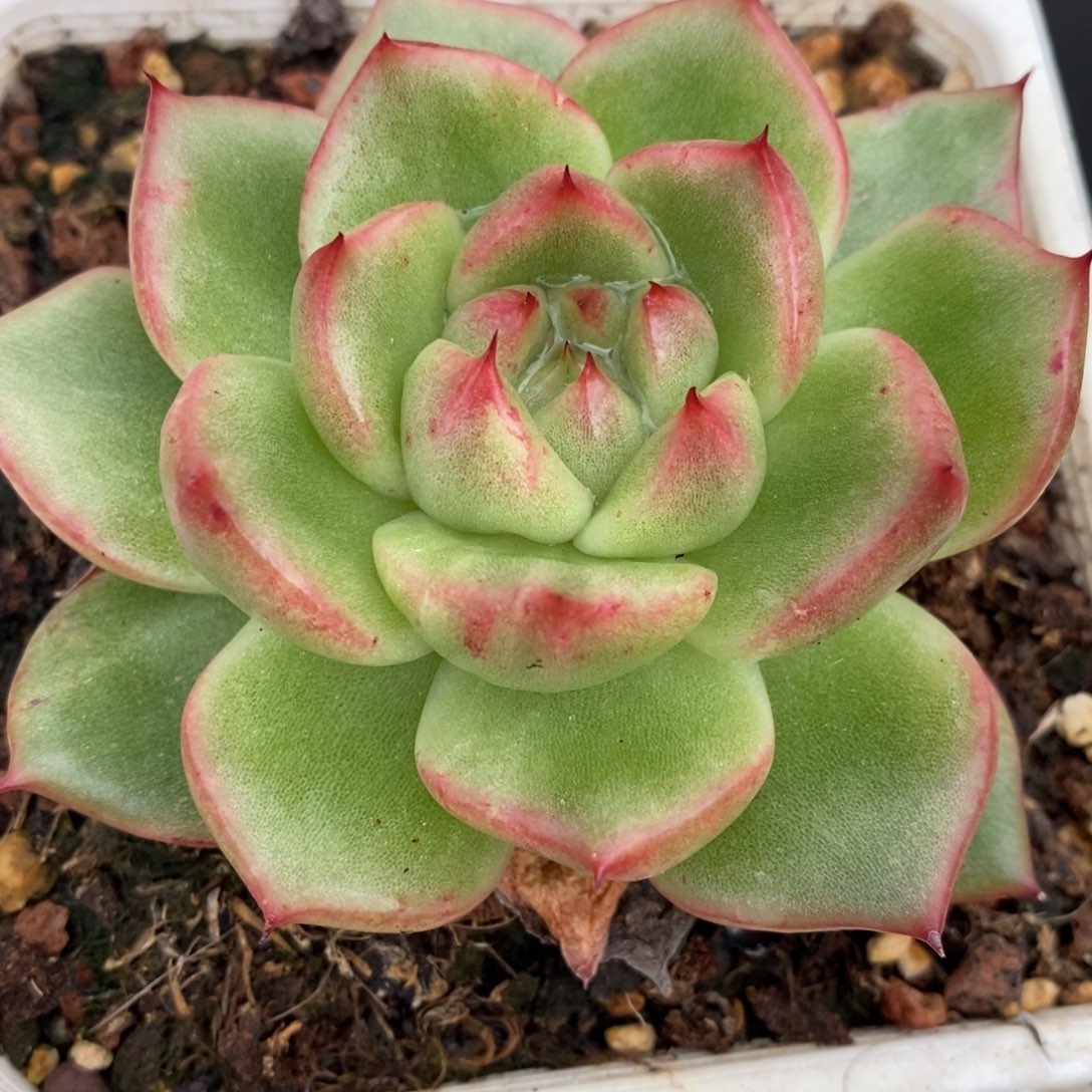 代***～无花朵东云系多肉植物