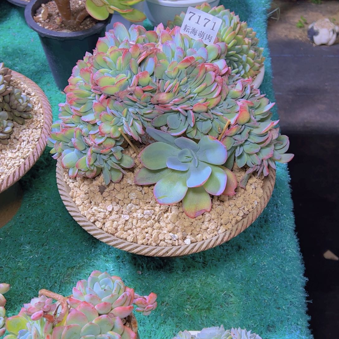 杂交缀7171多肉植物