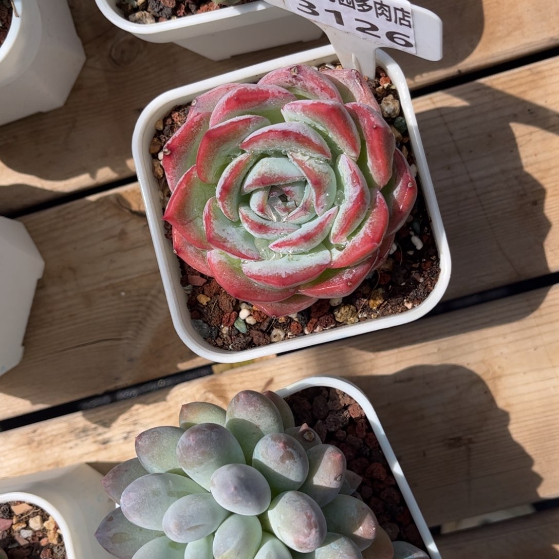 多肉植物3126 一定要拍冷链哦！