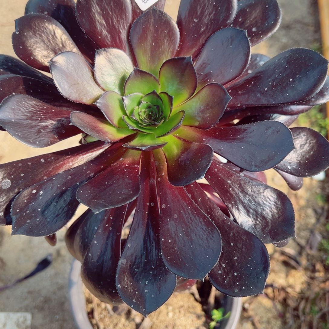 黑珍珠多肉植物031