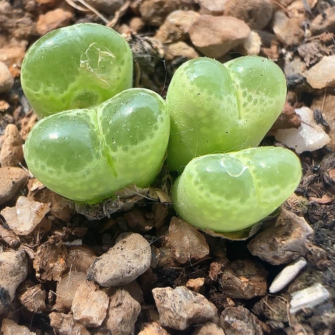 开播福利。 37982