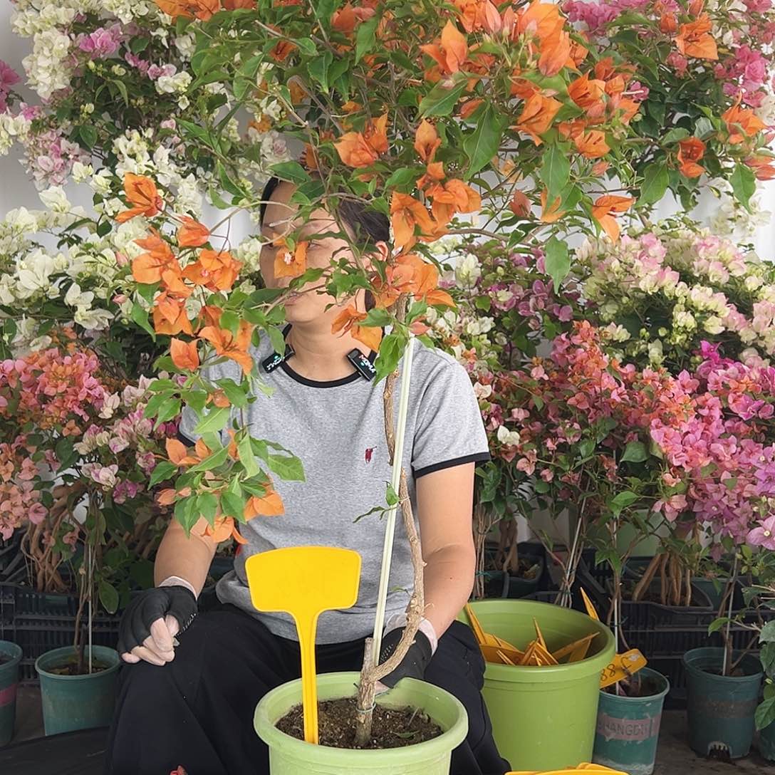 千***惠大部分花苞少量开放J66橙桑巴