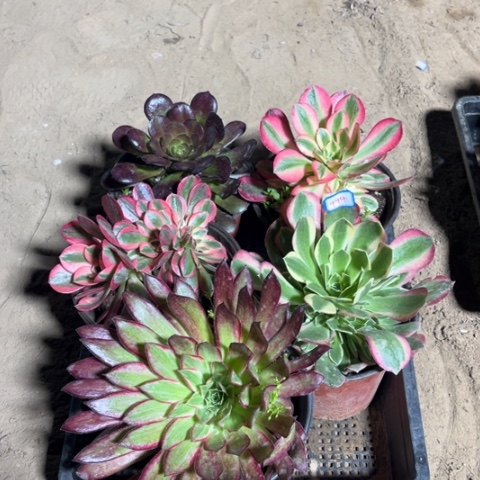 445多肉植物组合