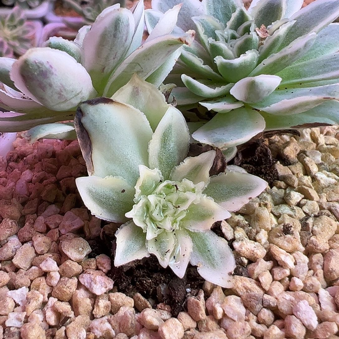 l***e山地玫瑰锦秋夕067号