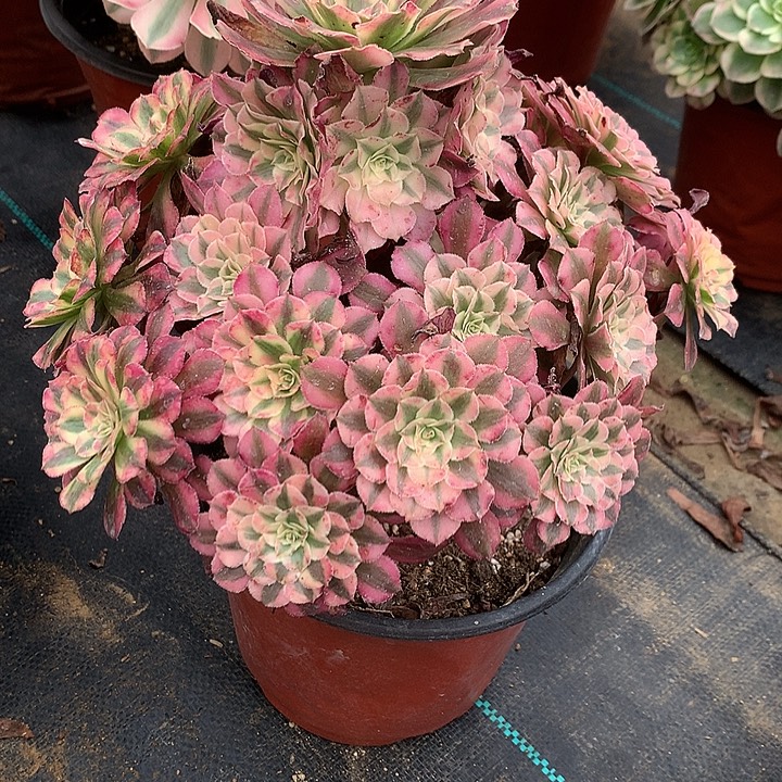 红铜白法师图片多肉植物