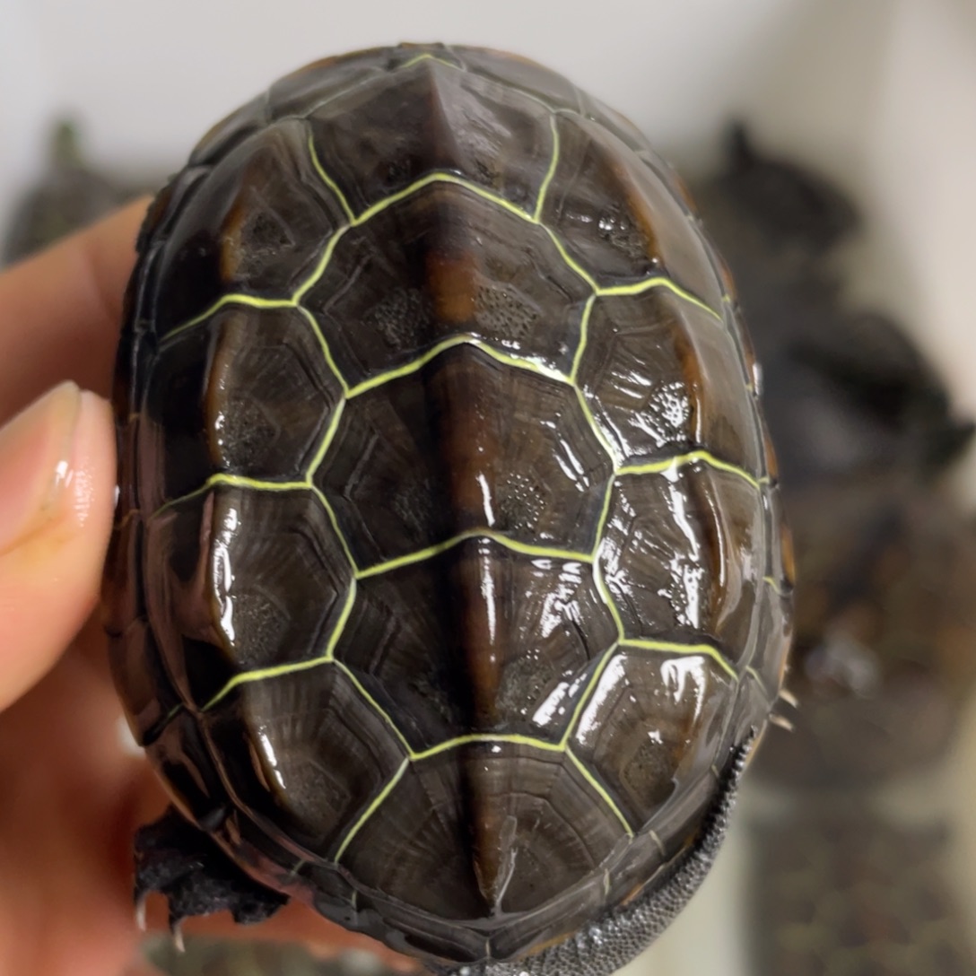 苏北金线冷水草龟