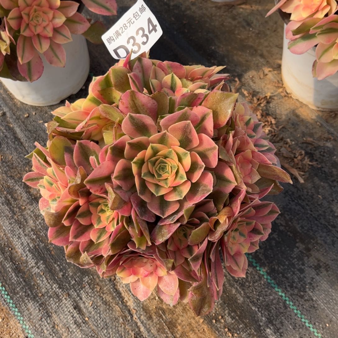 334多肉植物红牡丹