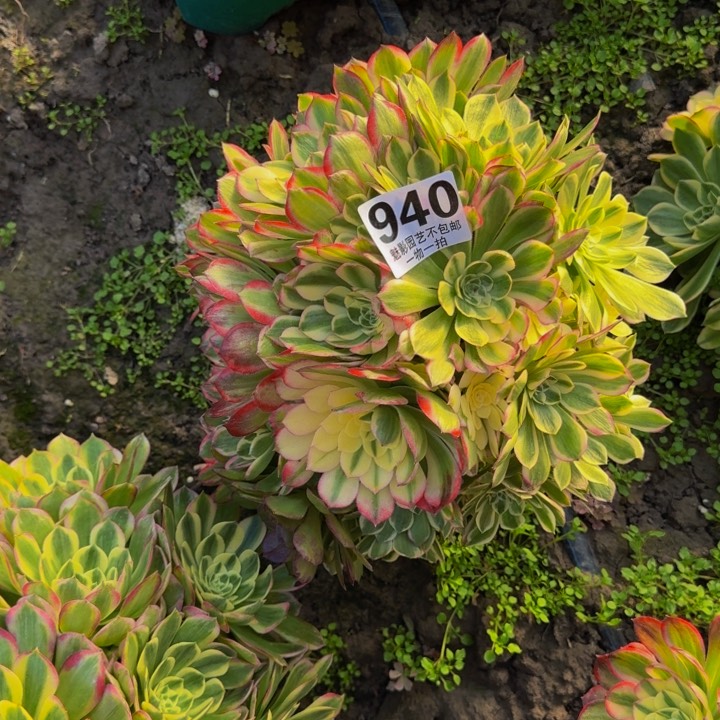 海王花27-12包邮花花