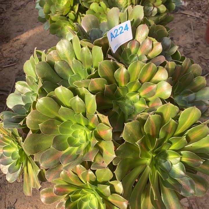 挥***思女巫中斑224。            